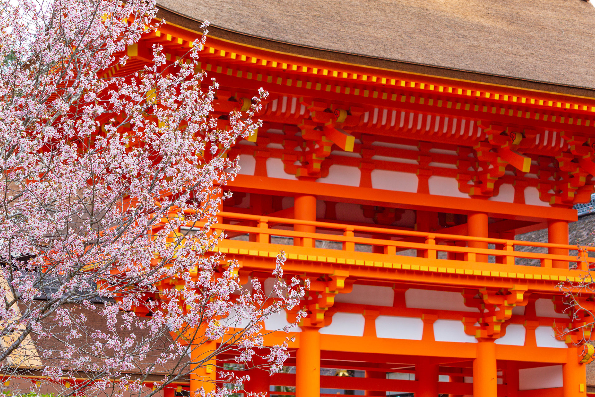 「桜の名所」と言われている場所が多くある京都。4月中旬に見頃を迎える名所は？